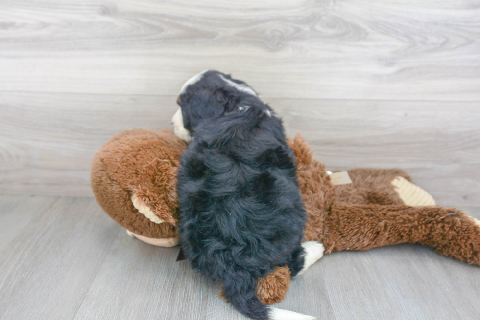 Smart Mini Bernedoodle Poodle Mix Pup