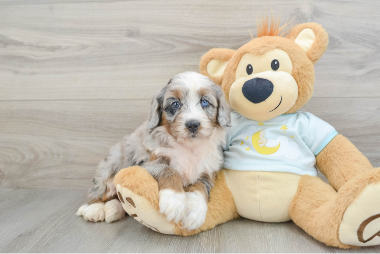 Happy Mini Bernedoodle Baby