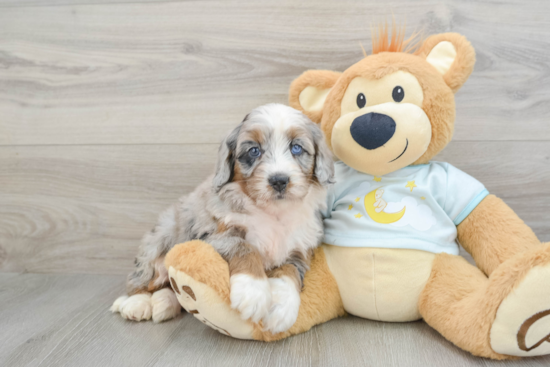 Happy Mini Bernedoodle Baby