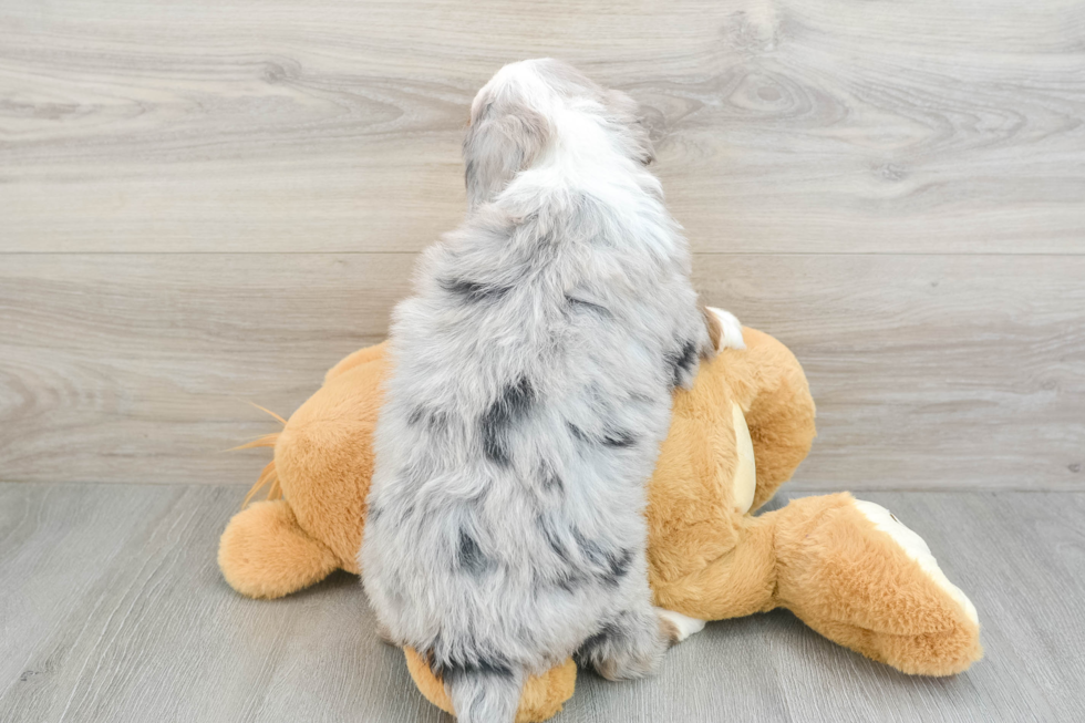 Energetic Bernadoodle Poodle Mix Puppy