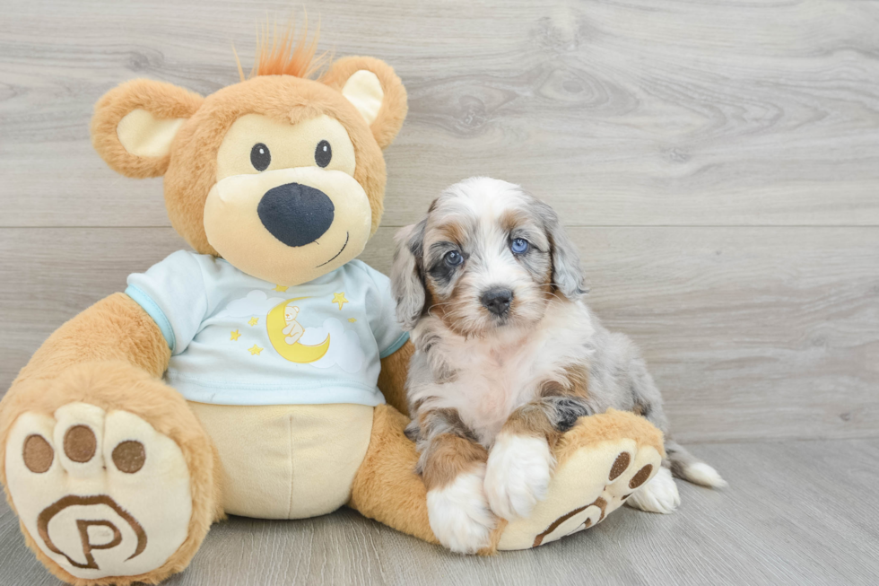 Mini Bernedoodle Puppy for Adoption