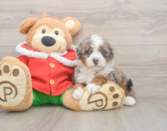 6 week old Mini Bernedoodle Puppy For Sale - Premier Pups