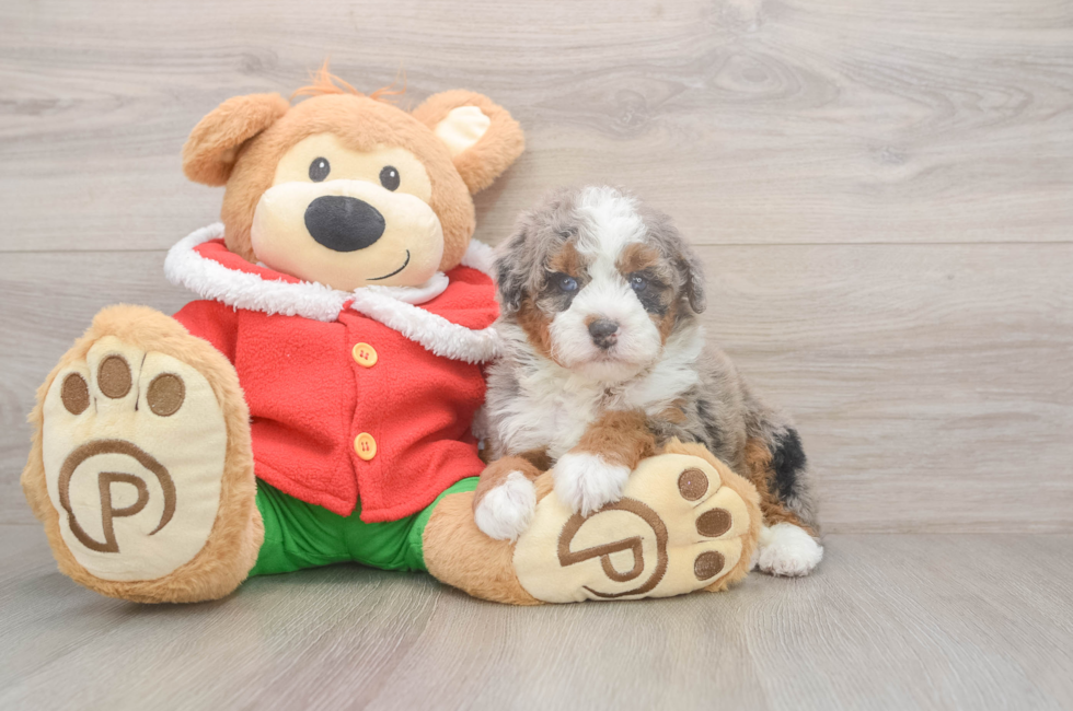 6 week old Mini Bernedoodle Puppy For Sale - Premier Pups