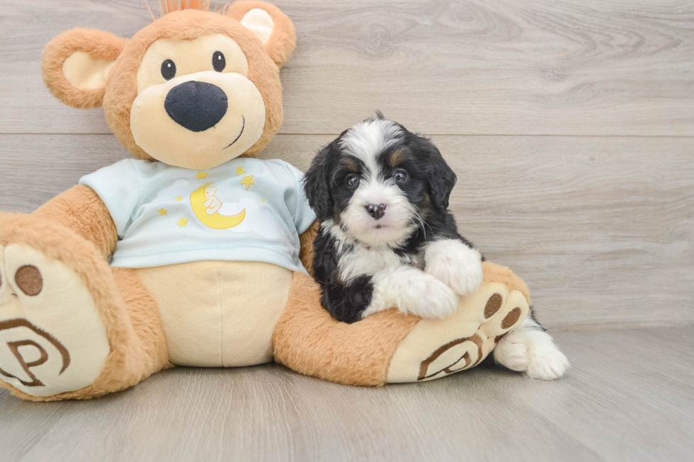 Mini Bernedoodle Pup Being Cute