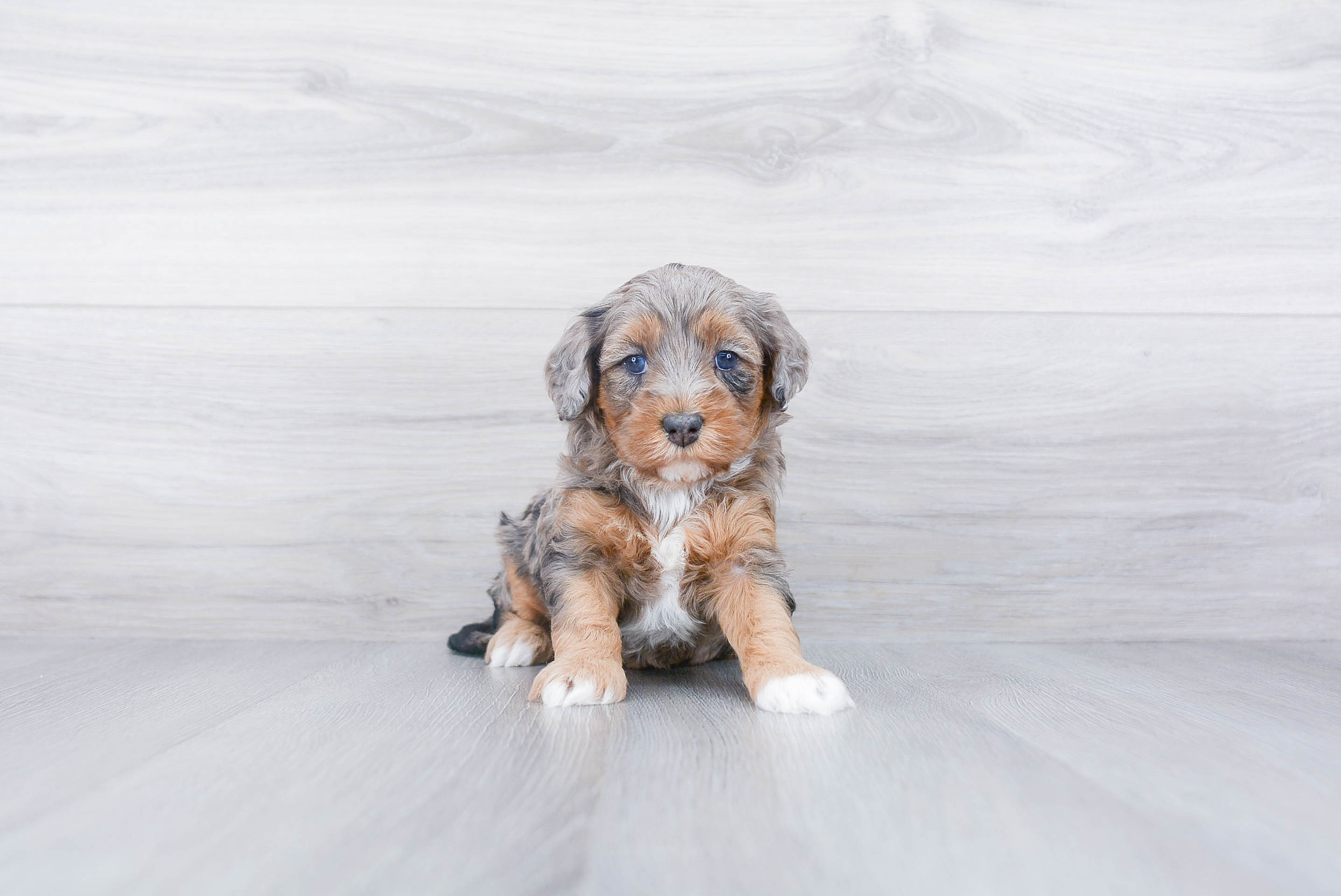 Mini Bernedoodle Puppy for Adoption