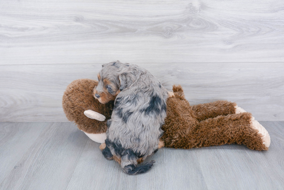 Best Mini Bernedoodle Baby