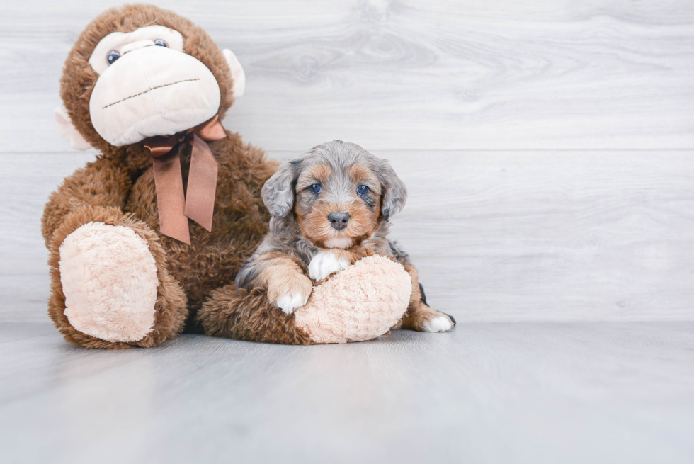 Small Mini Bernedoodle Baby