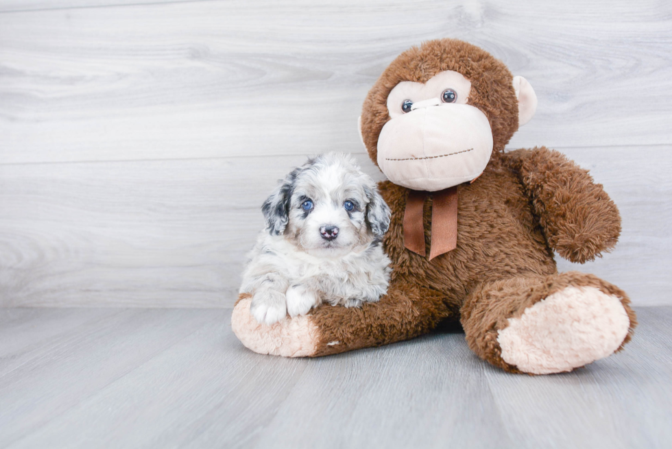Mini Bernedoodle Pup Being Cute