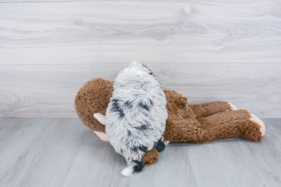 Adorable Bernadoodle Poodle Mix Puppy