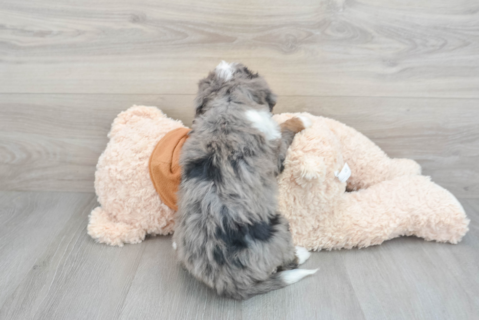 Best Mini Bernedoodle Baby