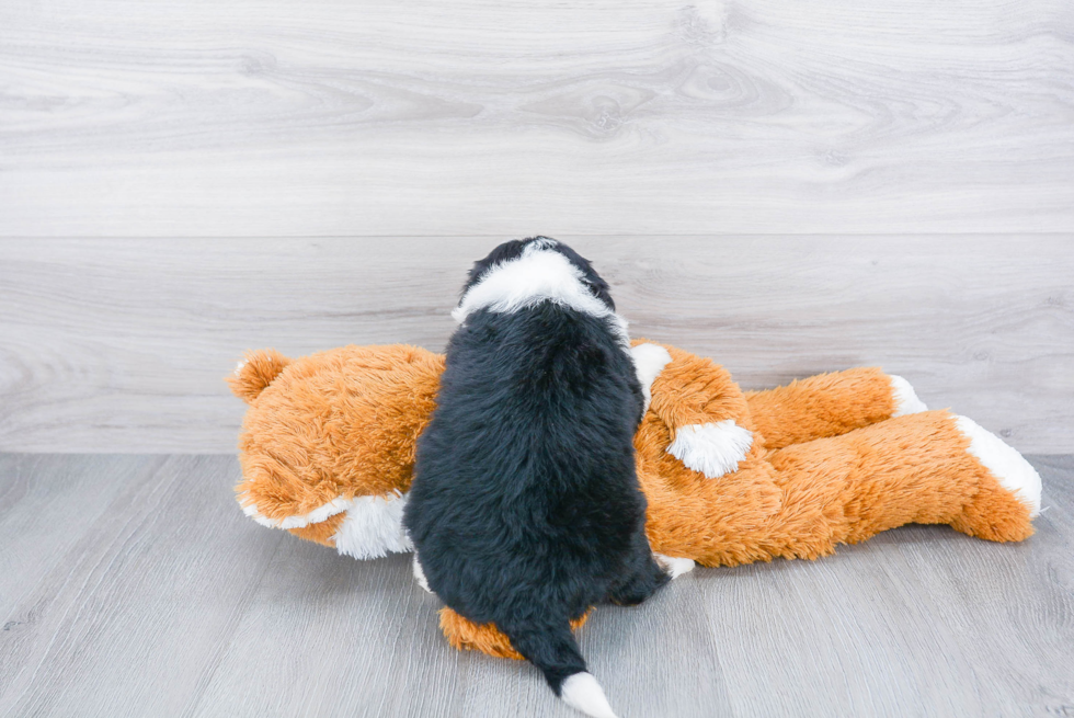 Mini Bernedoodle Puppy for Adoption