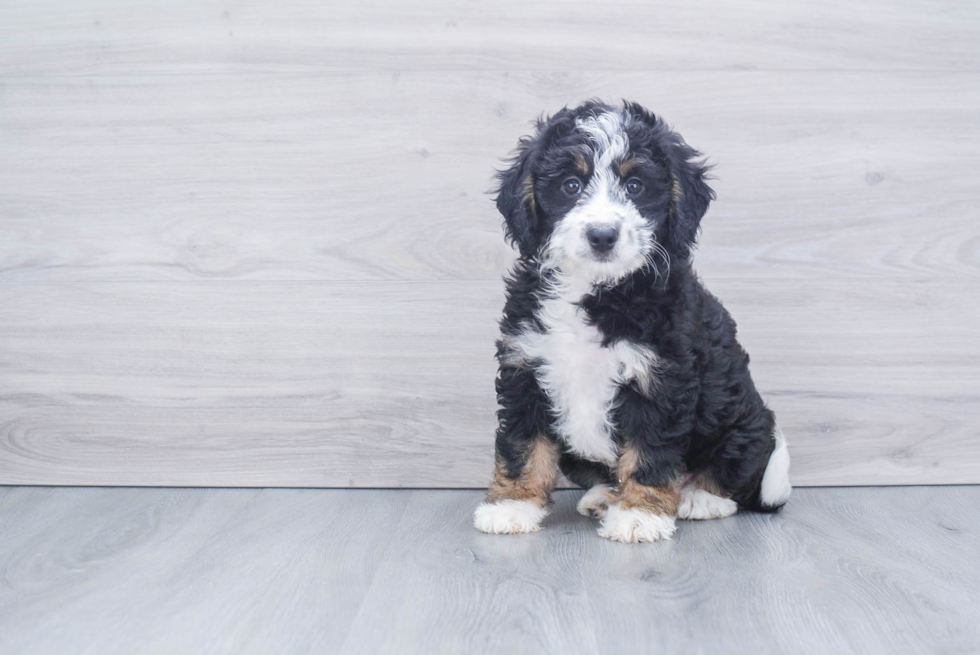 Mini Bernedoodle Puppy for Adoption