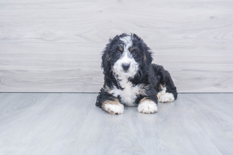 Hypoallergenic Bernadoodle Poodle Mix Puppy