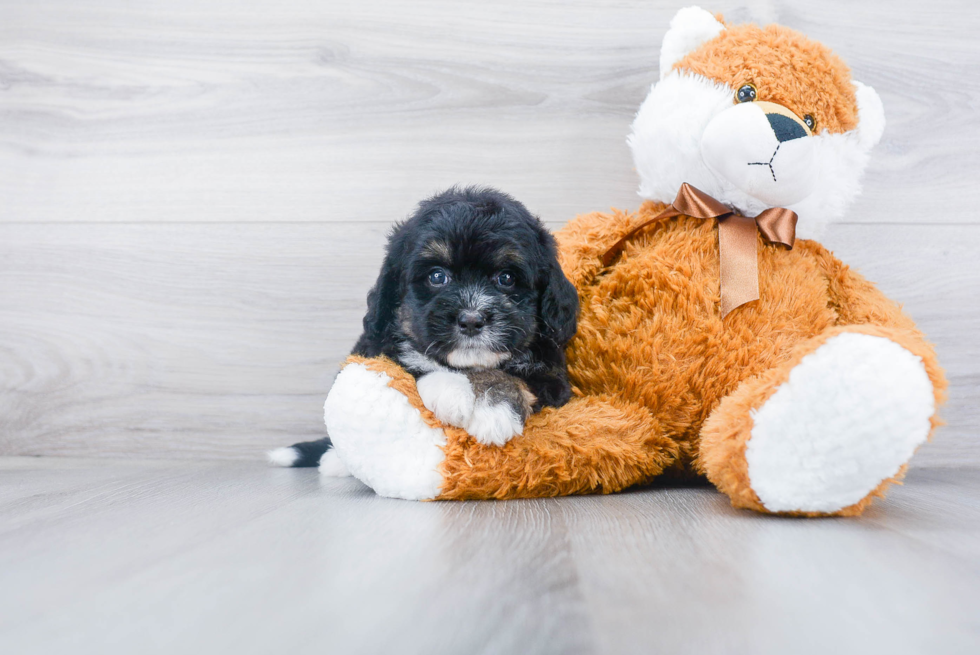 Mini Bernedoodle Puppy for Adoption