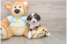 Mini Bernedoodle Puppy for Adoption