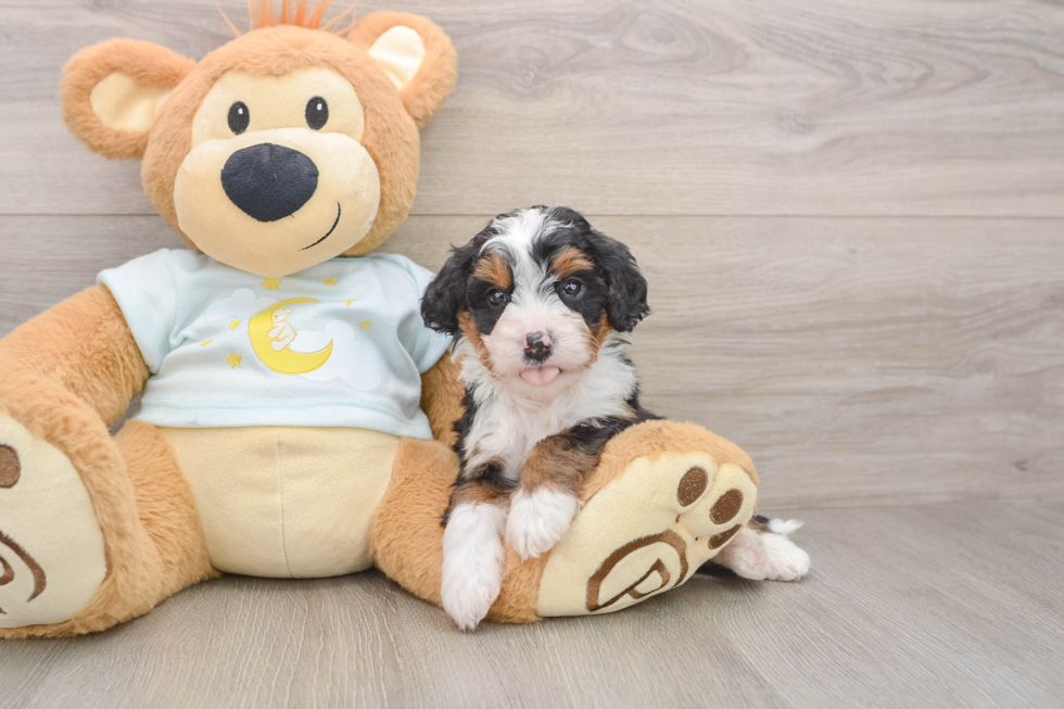 Mini Bernedoodle Puppy for Adoption