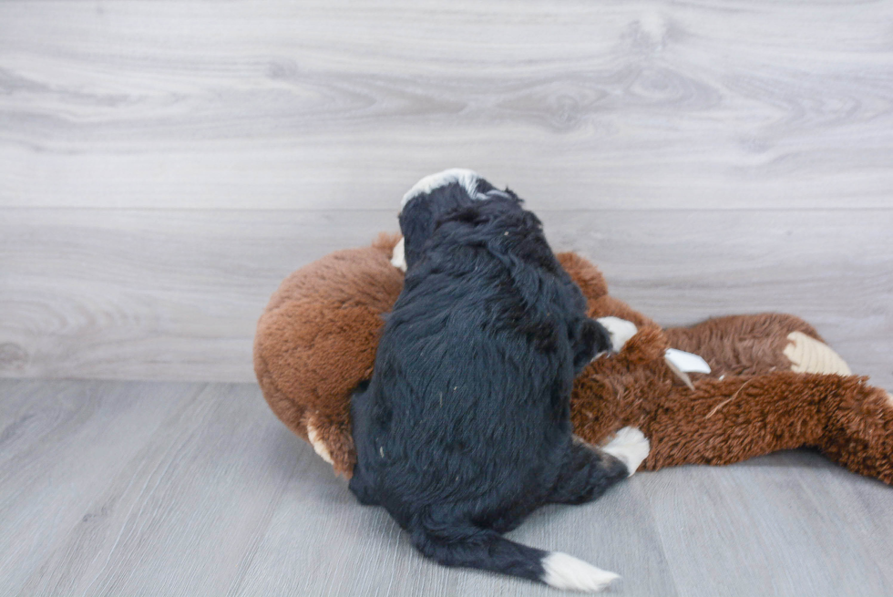 Smart Mini Bernedoodle Poodle Mix Pup