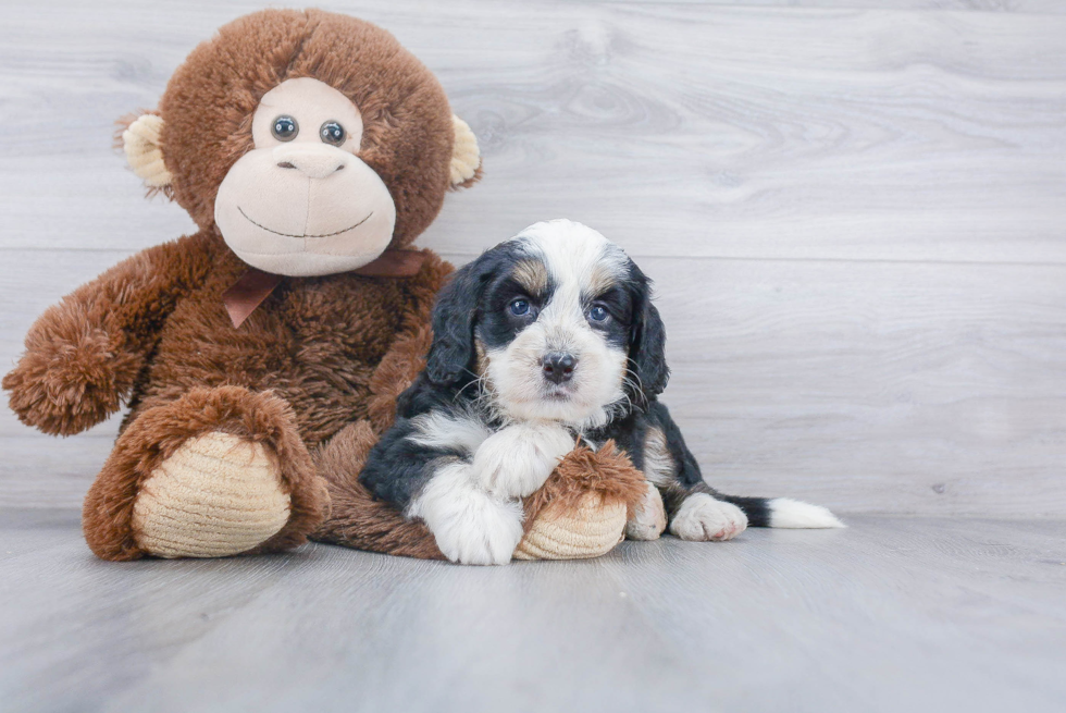 Cute Mini Bernedoodle Baby