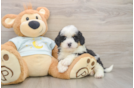 Mini Bernedoodle Puppy for Adoption