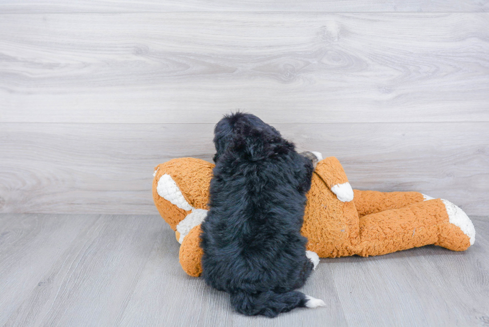 Friendly Mini Bernedoodle Baby