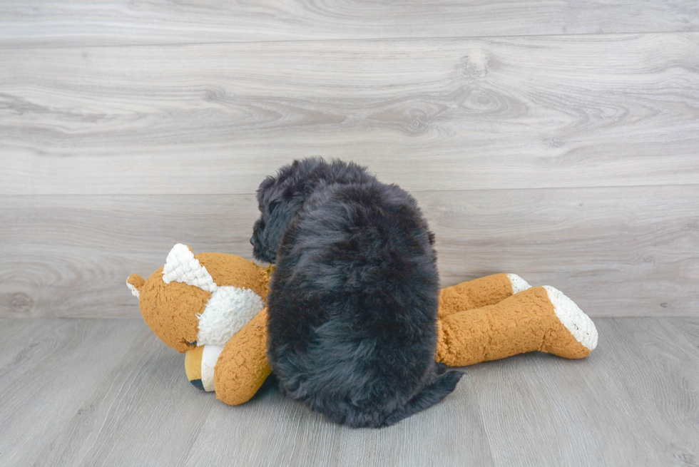 Petite Mini Bernedoodle Poodle Mix Pup