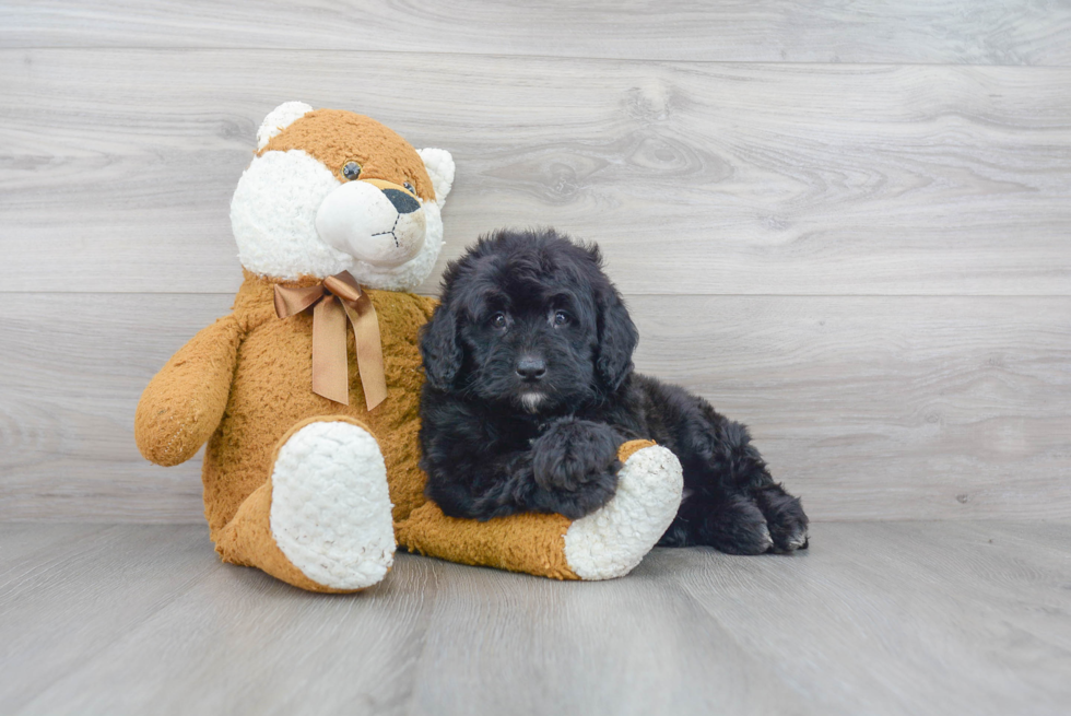 Mini Bernedoodle Pup Being Cute