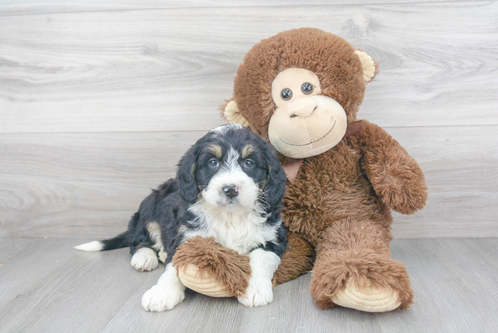Fluffy Mini Bernedoodle Poodle Mix Pup