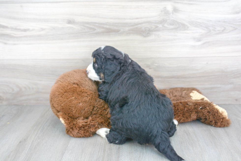 Mini Bernedoodle Pup Being Cute
