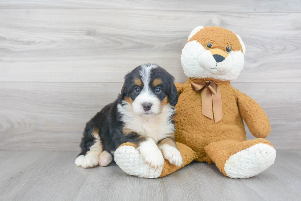 Mini Bernedoodle Pup Being Cute