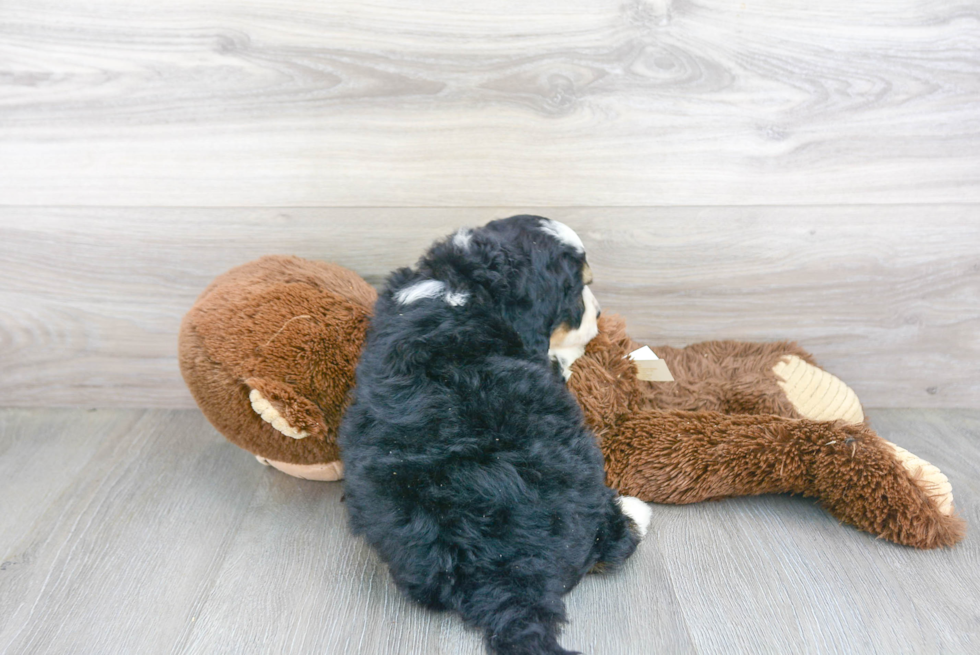 Popular Mini Bernedoodle Poodle Mix Pup