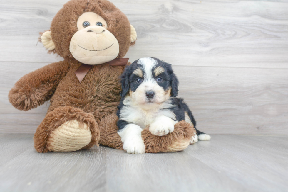 Mini Bernedoodle Pup Being Cute