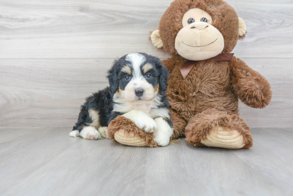 Mini Bernedoodle Pup Being Cute