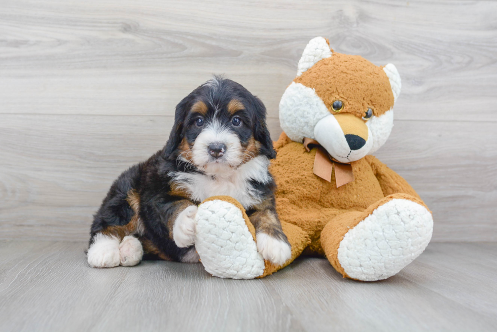 Best Mini Bernedoodle Baby
