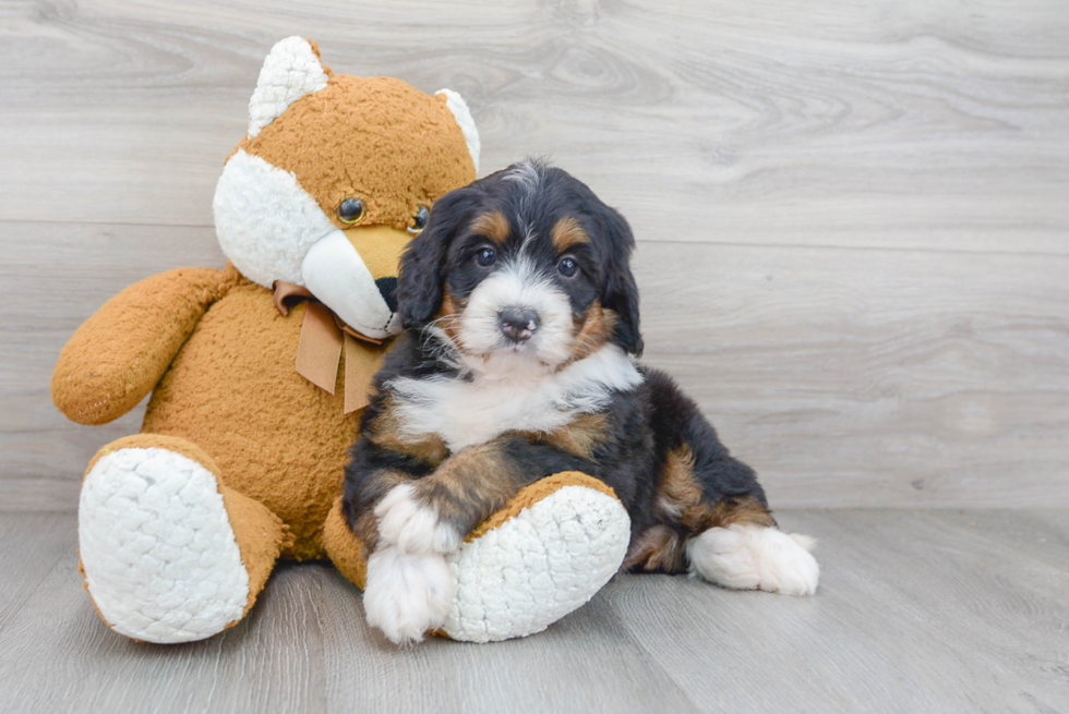 Best Mini Bernedoodle Baby
