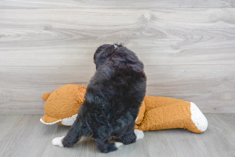 Mini Bernedoodle Puppy for Adoption