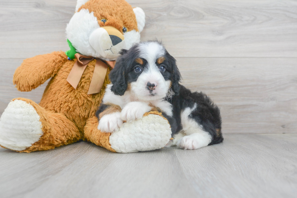 Mini Bernedoodle Pup Being Cute