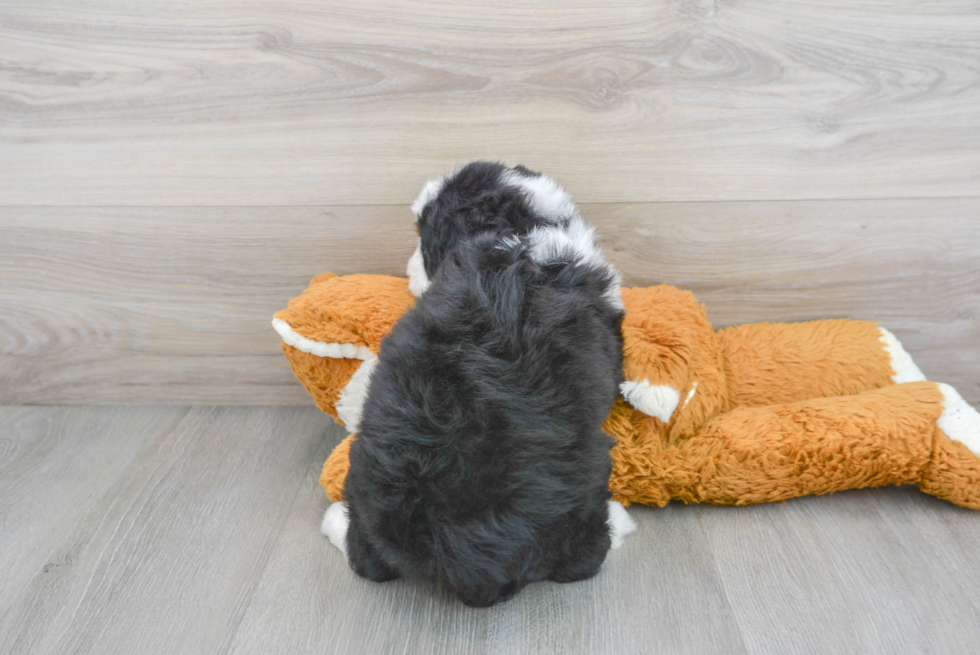 Hypoallergenic Bernadoodle Poodle Mix Puppy