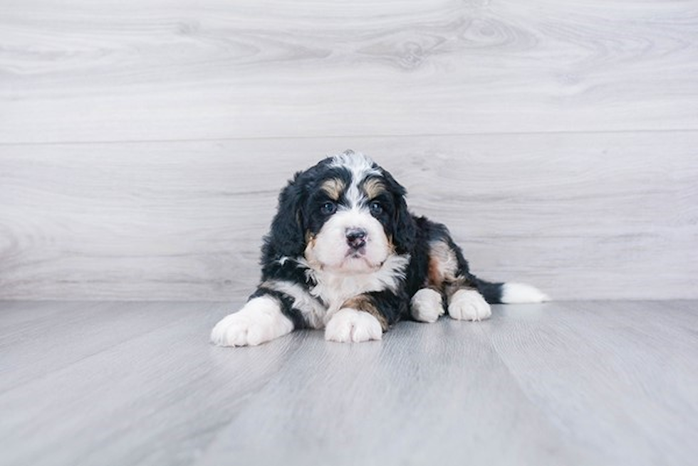 Sweet Mini Bernedoodle Baby