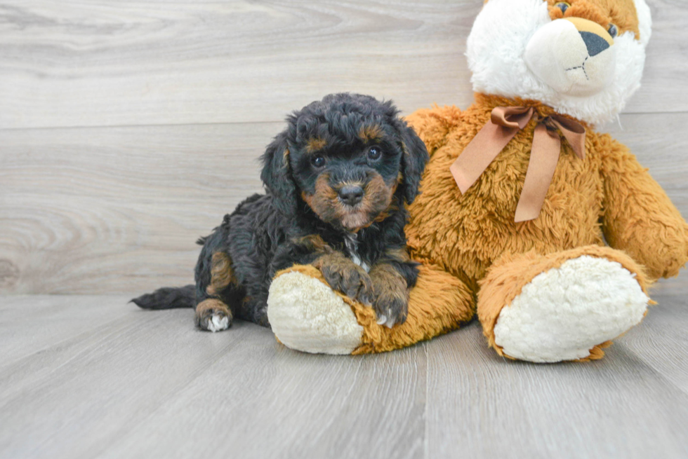 Mini Bernedoodle Pup Being Cute