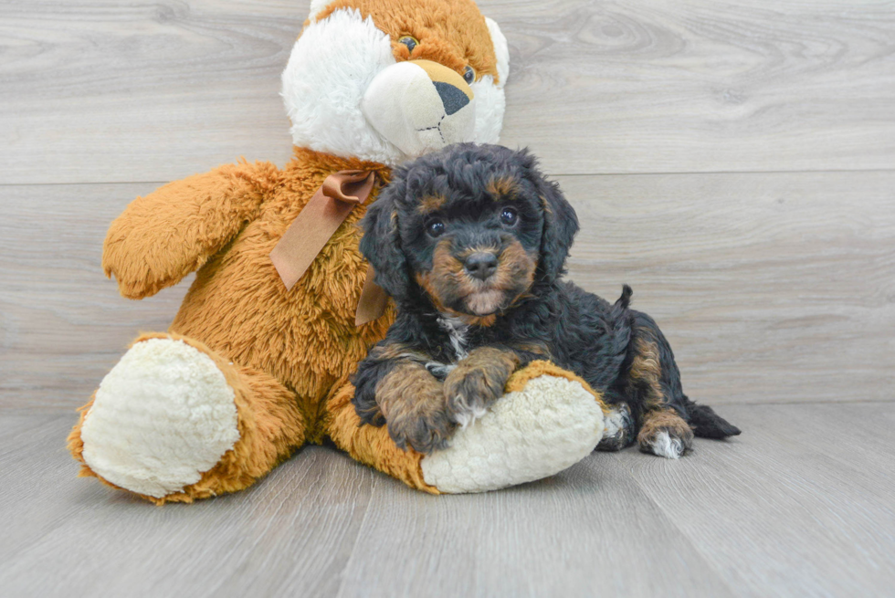 Popular Mini Bernedoodle Poodle Mix Pup