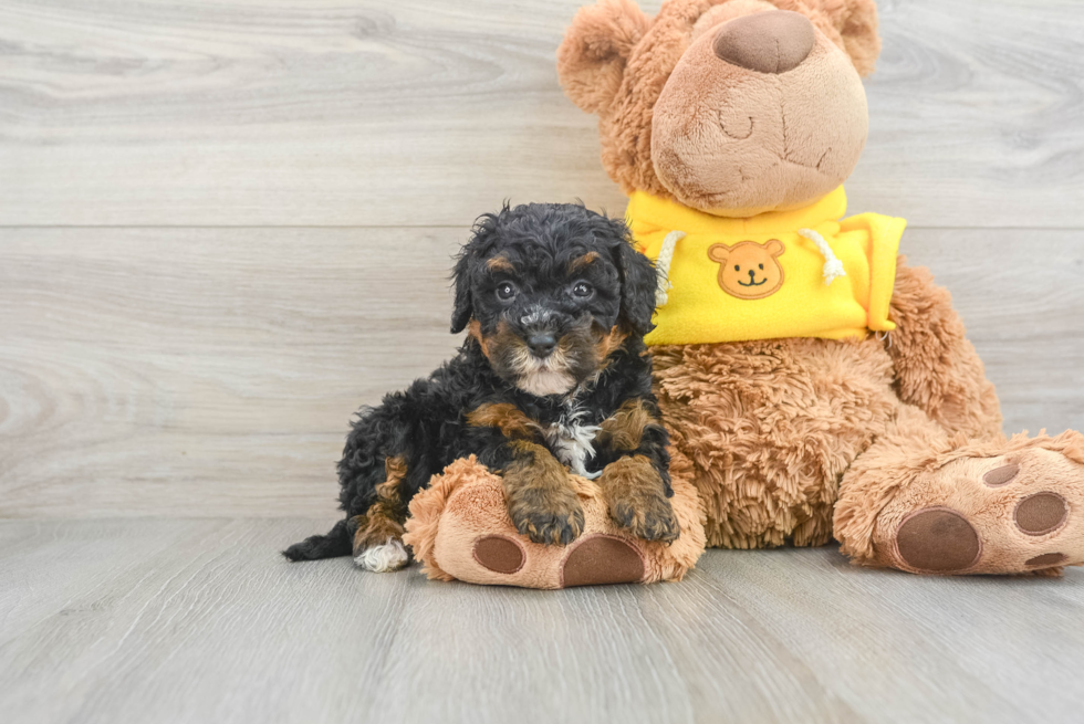 Mini Bernedoodle Pup Being Cute
