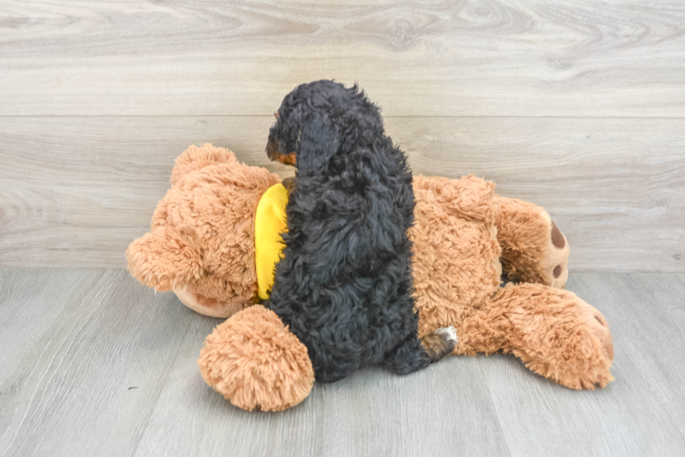 Best Mini Bernedoodle Baby