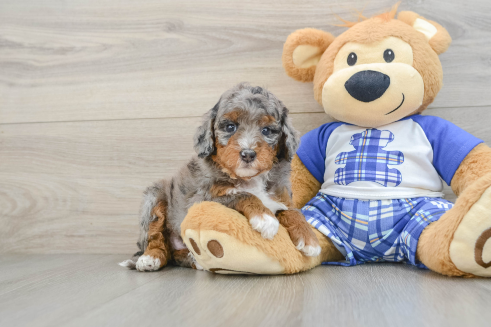 Mini Bernedoodle Pup Being Cute