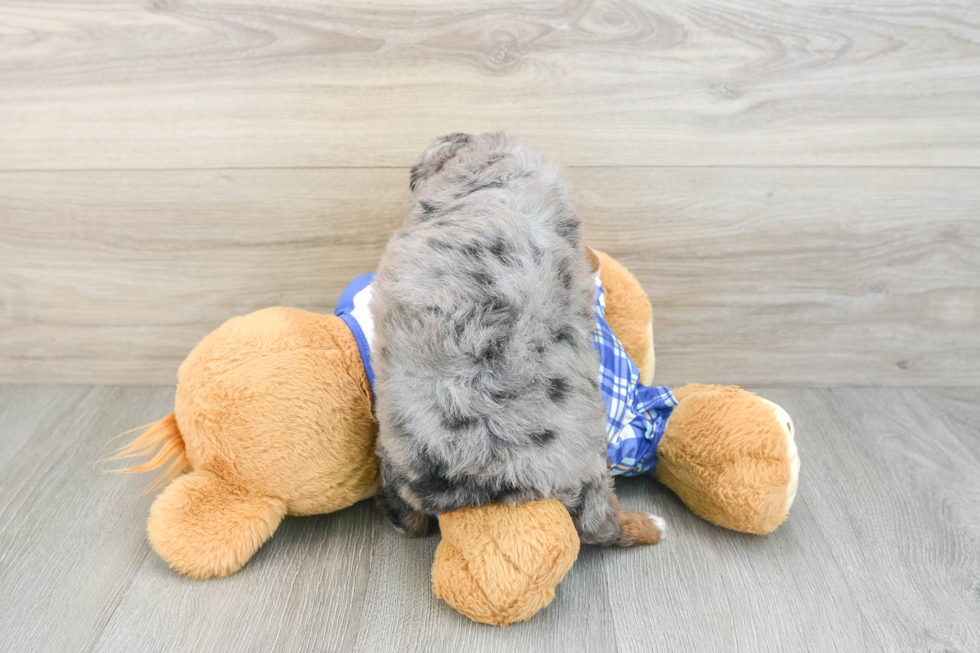 Mini Bernedoodle Puppy for Adoption