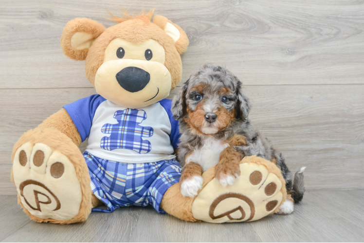 Fluffy Mini Bernedoodle Poodle Mix Pup