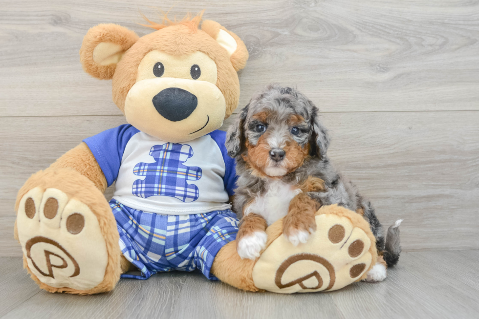 Fluffy Mini Bernedoodle Poodle Mix Pup