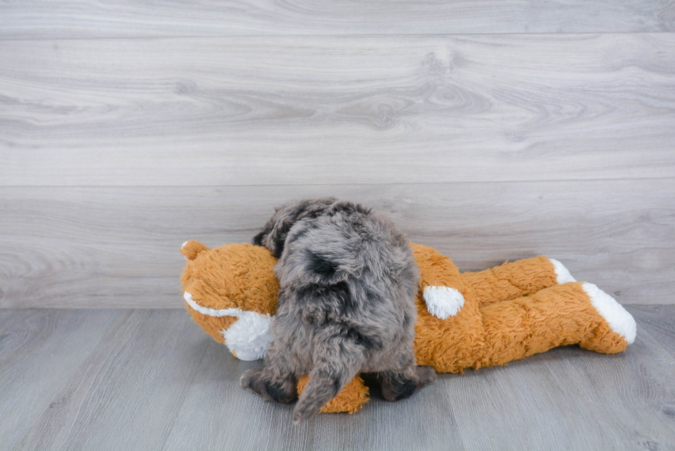 Mini Bernedoodle Pup Being Cute