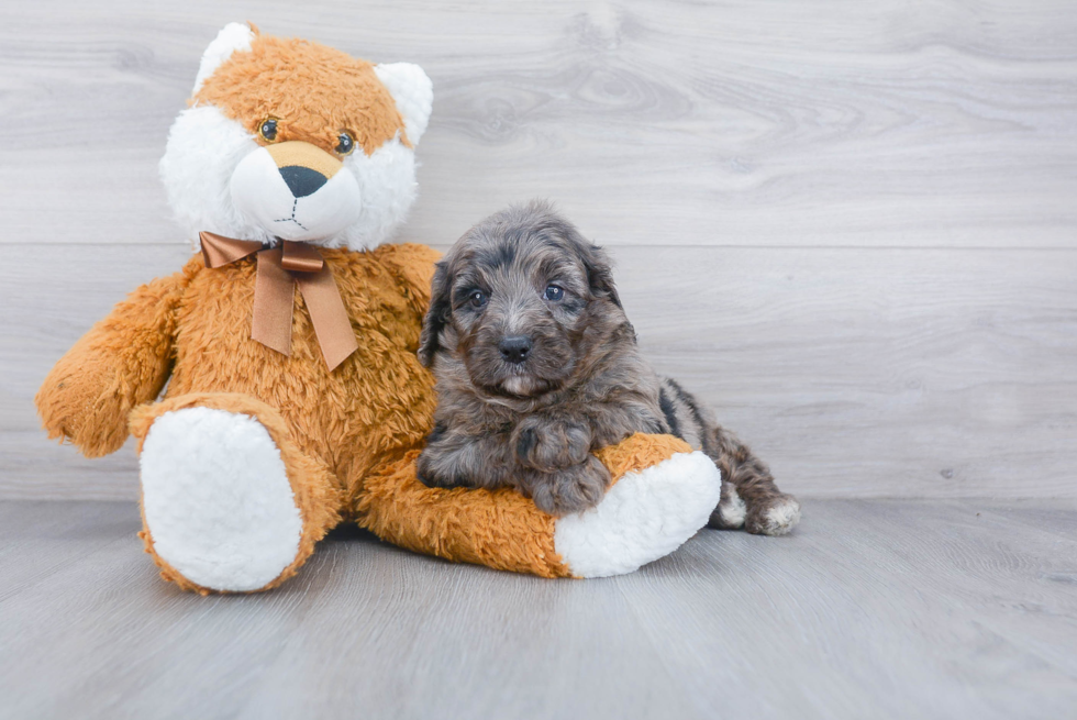 Cute Mini Bernedoodle Baby