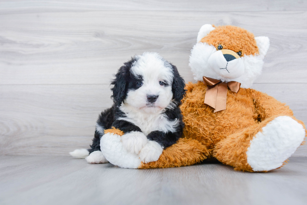 Fluffy Mini Bernedoodle Poodle Mix Pup