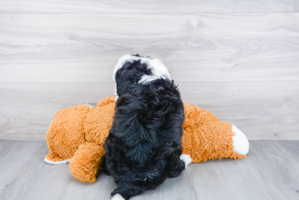 Mini Bernedoodle Pup Being Cute